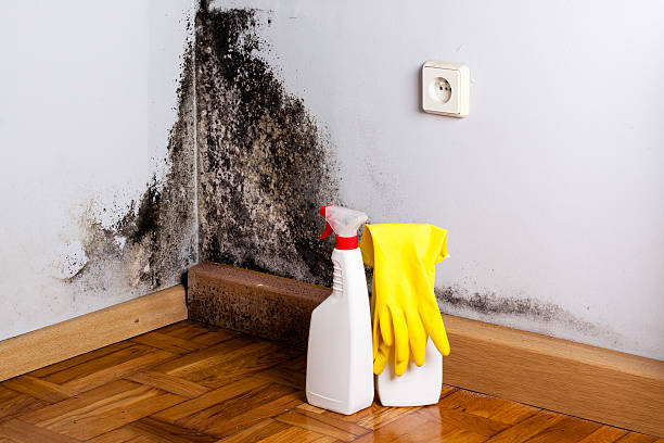 Best Commercial Mold Remediation in Richfield, OH