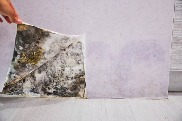 Best Residential Mold Remediation in Richfield, OH